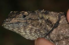 Tropidurus spinulosus