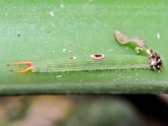 Dynastor darius stygianus