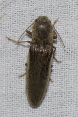 Synaptus filiformis