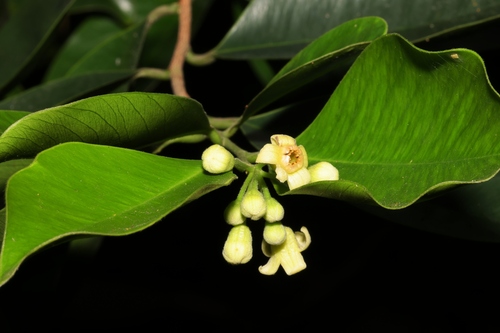Image of Aquilaria sinensis by (c) sk2, some rights reserved (CC BY-SA)