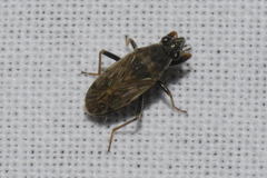 Peritrechus gracilicornis