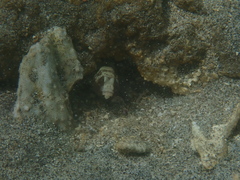 Cryptocentrus leucostictus