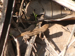 Sceloporus unicanthalis