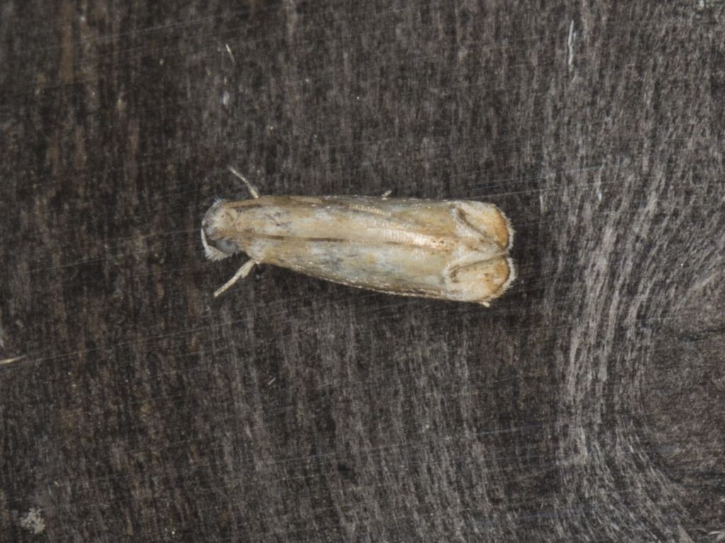 Hawaiian Dancing Moth