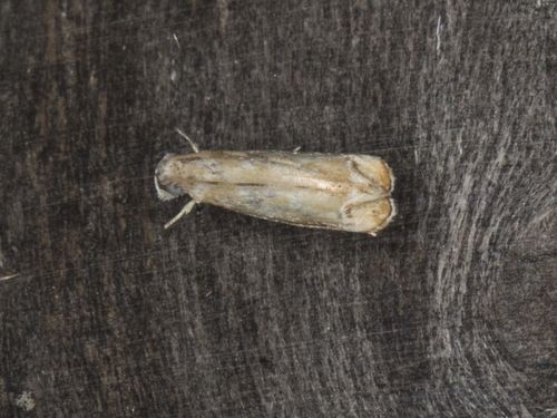 Dryadaula terpsichorella (Busck, 1910)