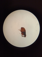 Ctenocephalides canis