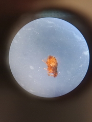 Ctenocephalides canis