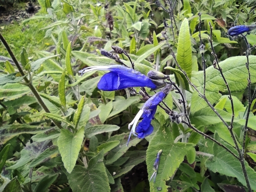 Image of Salvia sagittata by (c) sandy-espinozaf, some rights reserved (CC BY)