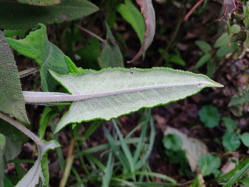 Image of Salvia sagittata by (c) sandy-espinozaf, some rights reserved (CC BY)