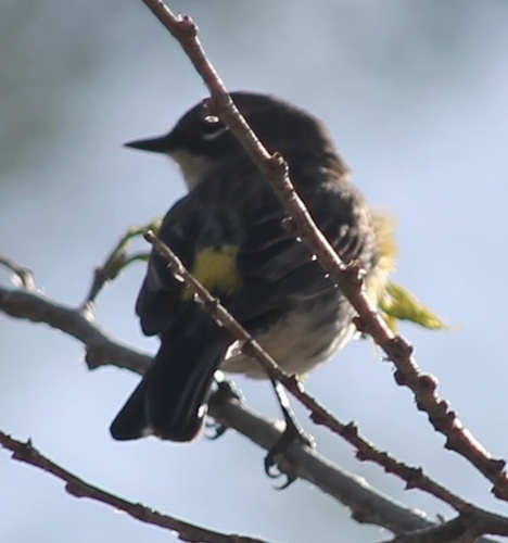 Yellow-rumped Warbler photographed in Kansas