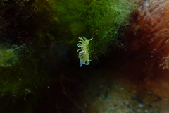 Phyllodesmium serratum