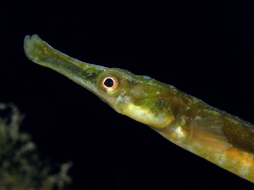 Lesser Pipefish