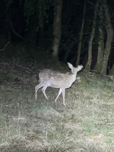 iNaturalist observation photo of Columbian Black-tailed Deer
