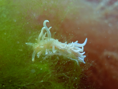 Phyllodesmium serratum