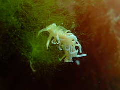 Phyllodesmium serratum