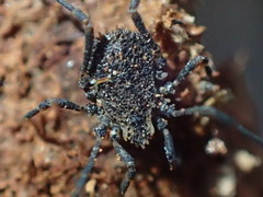 Dendrolasma dentipalpe