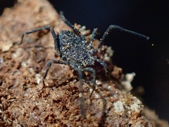 Dendrolasma dentipalpe