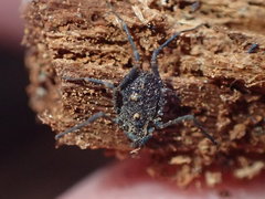 Dendrolasma dentipalpe