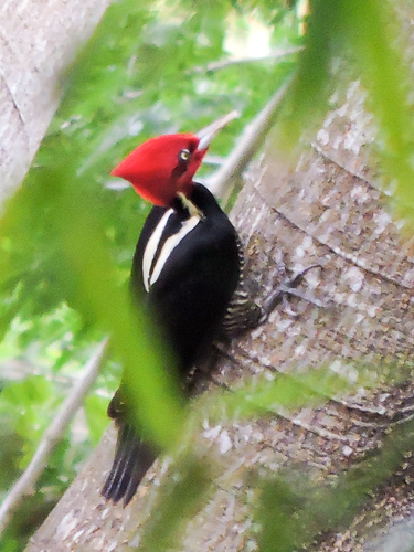Pale-billed Woodpecker