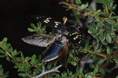 Lampetis tucumana