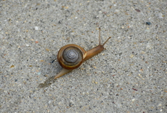 Appalachina chilhoweensis