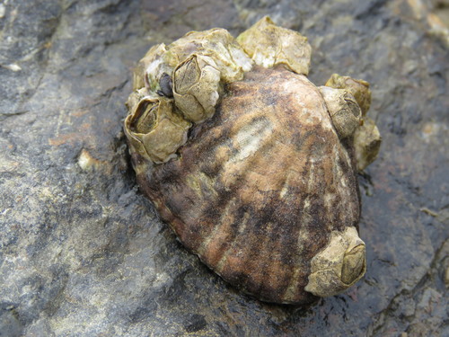 Elminius kingii