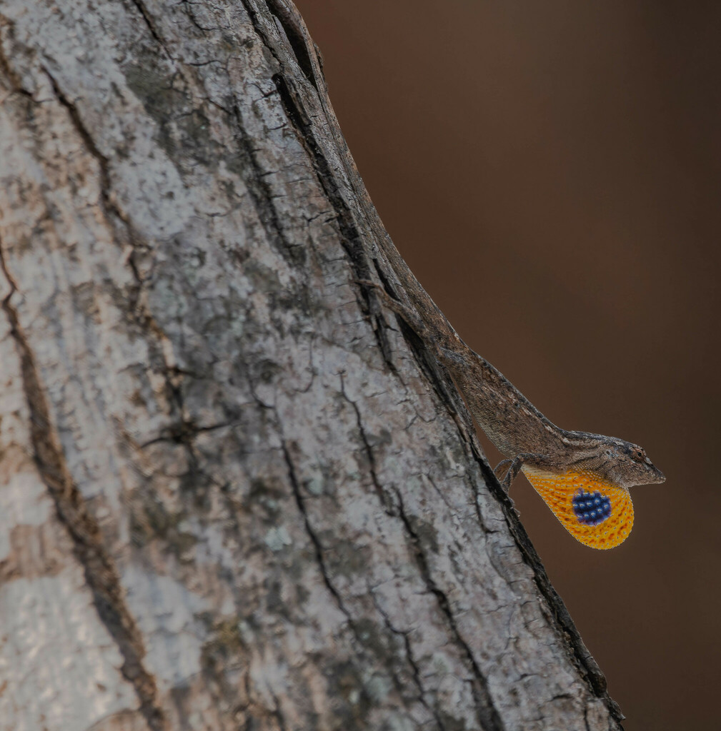 Silky Anole