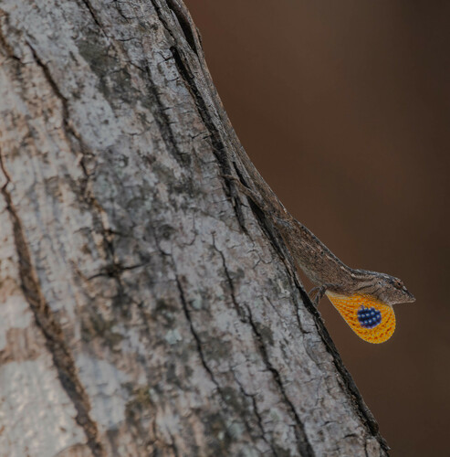 Anolis williamsii