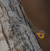 Silky Anole - Photo (c) ferblafla, some rights reserved (CC BY-NC)