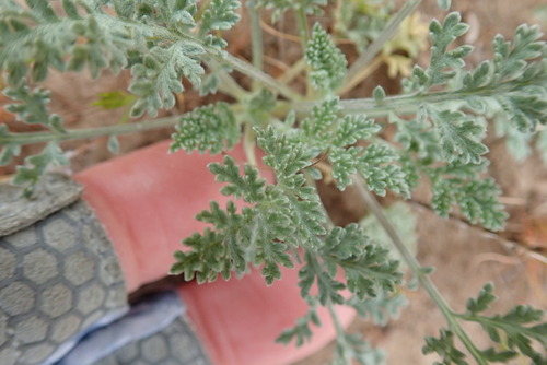 Dwarf bur ragweed (Ambrosia pumila)