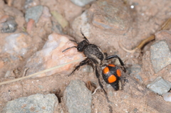 Traumatomutilla lasiogastra