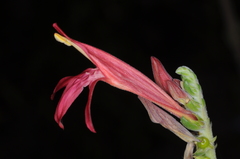 Justicia xylosteoides