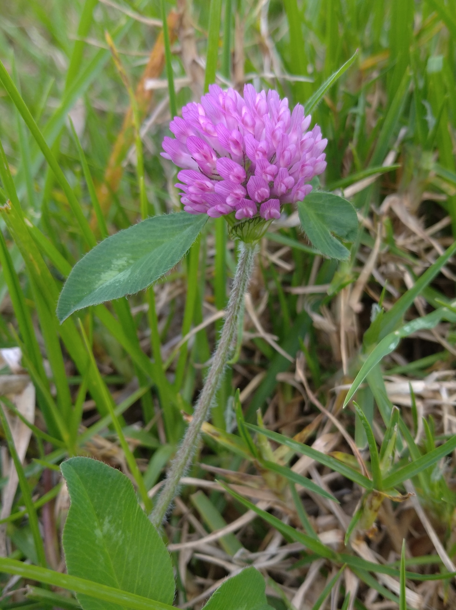 Trifolium pratense image