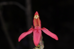 Justicia xylosteoides