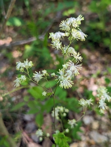 Image of Thalictrum revolutum by no rights reserved