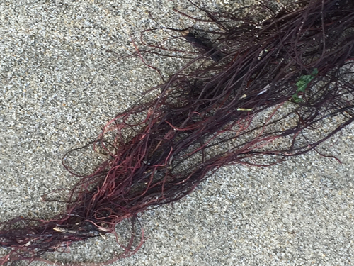 Gracilariophila, 2015-12-06