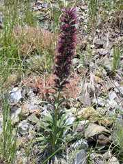 Pontechium maculatum