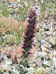 Pontechium maculatum