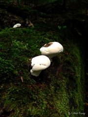 Fungi