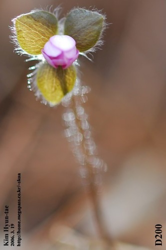 Hepatica asiatica, photograph 3
