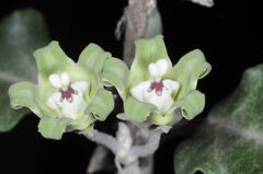 Araujia stuckertiana