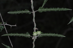 Araujia stuckertiana