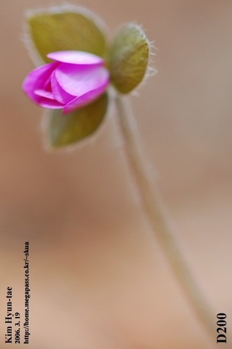 Hepatica asiatica, photograph 4