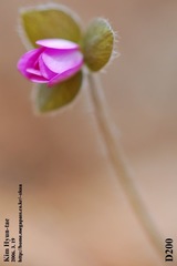 Hepatica asiatica, photograph Kim, Hyun-tae, CC BY, iNaturalist via GBIF