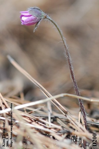 Hepatica asiatica, photograph 5