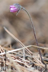 Hepatica asiatica, photograph Kim, Hyun-tae, CC BY, iNaturalist via GBIF