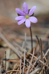 Hepatica asiatica, photograph Kim, Hyun-tae, CC BY, iNaturalist via GBIF