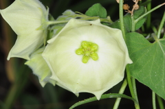 Philibertia gilliesii