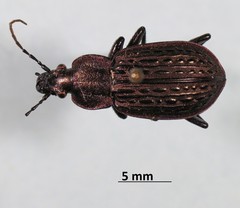 Carabus maeander