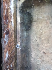 Athoracophorus papillatus